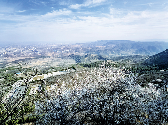 阳泉市人民政府门户网站-狮脑山森林公园内的山桃花进入盛花期